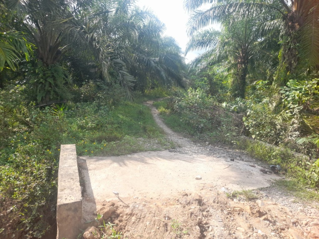 PERKEBUNAN SAWIT MASYARAKAT