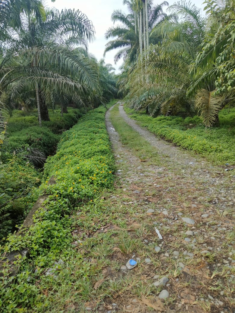 JALAN DESA